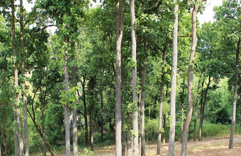 Phuldungri Hill, Ghatsila
